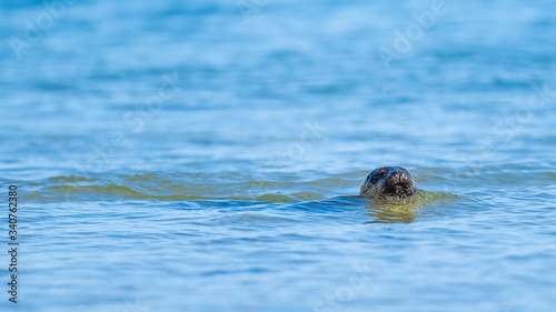 Common seal pup (harbour seal) swimming in a calm blue ocean