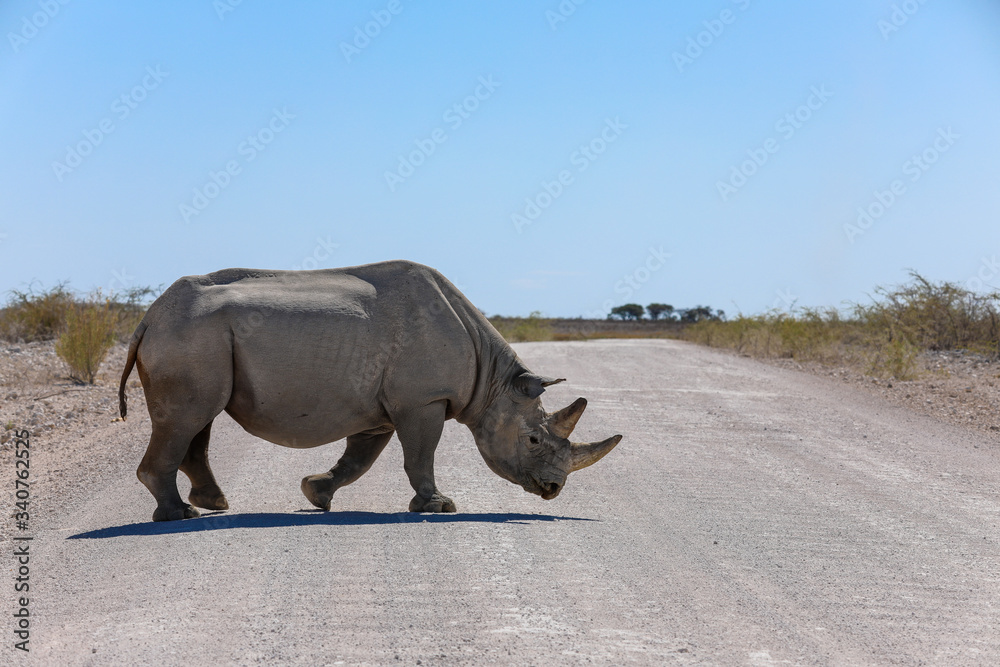 Fototapeta premium Lone black rhino crossing a dusty dirt road in Namibia