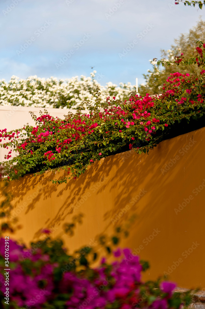 Fototapeta premium layers of flowers