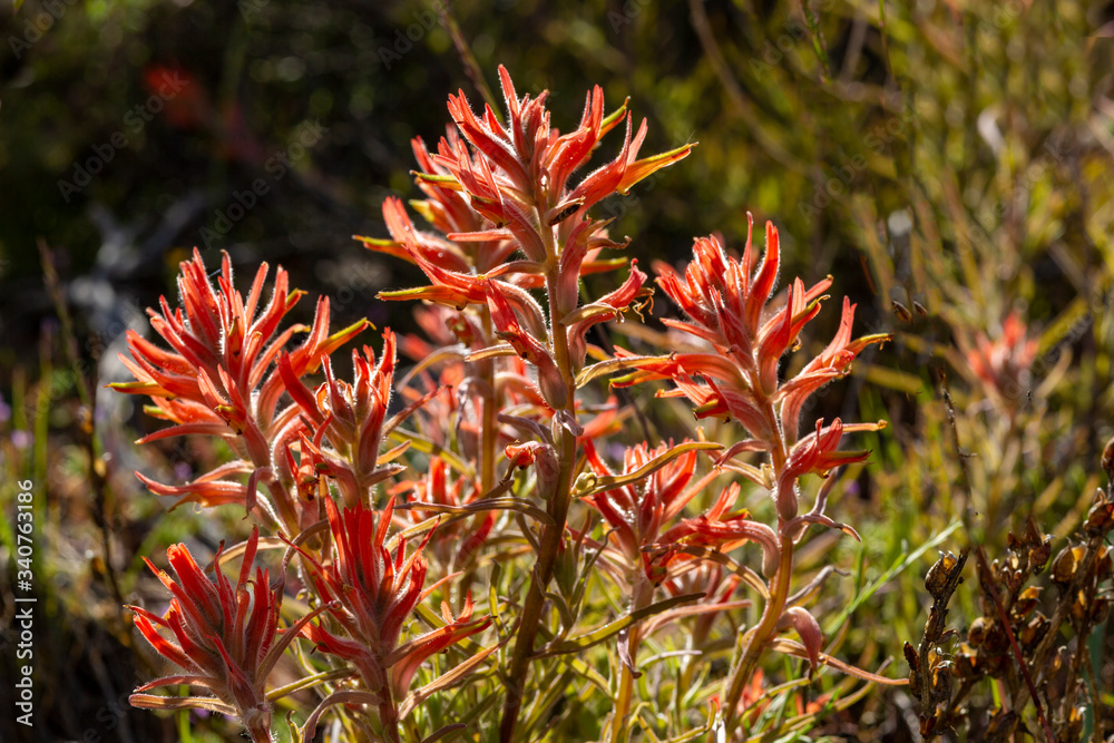 Paintbrush, Spring Paintbrush, Spring