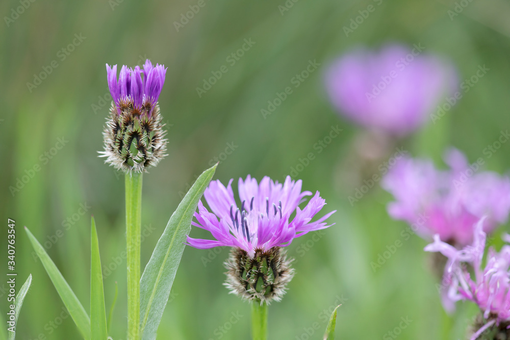 Purple Centaurea thistle-like flower in the family Asteraceae
Purple Centaurea thistle-like flower in the family Asteraceae