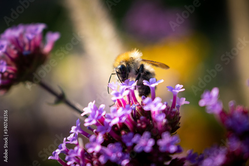 Biene auf violetter Blüte © Kartenhouse