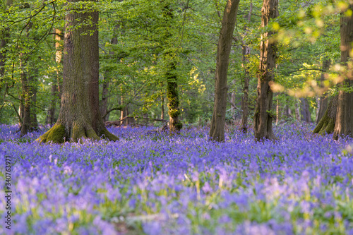 bluebells in the woods  sunset in the forest in Uk