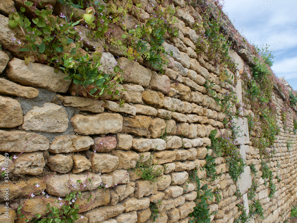 Stone wall made of yellow natural stones characteristic of the Normandy France region, overgrown with flowers and greenery in the spring season