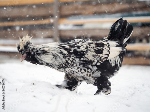 Fotografie An unusual rare breed of chicken Pavlovskaya silver walks in the snow