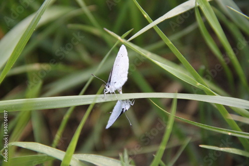 Pastel blue butterfly couple insect in the meadow photo