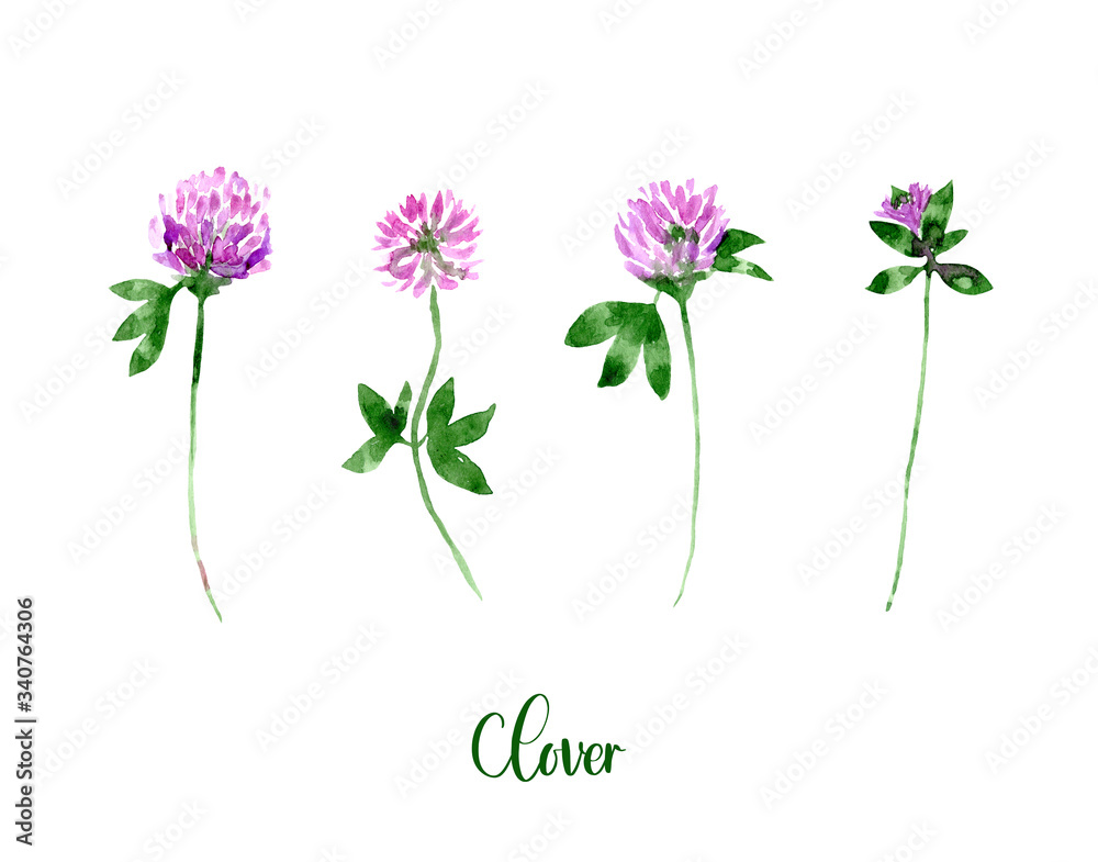 Watercolor Purple Clover set. Collection of hand drawn flowers isolated. Wild flower illustration