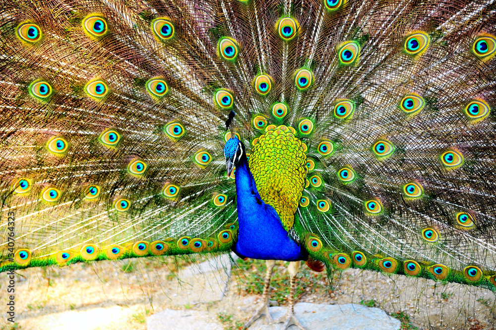 Obraz premium peacock with feathers out of focus 