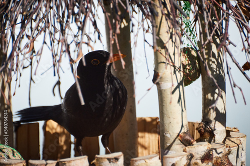 Fototapeta Naklejka Na Ścianę i Meble -  Kos w karmiku dla ptaków zamierza się posilić