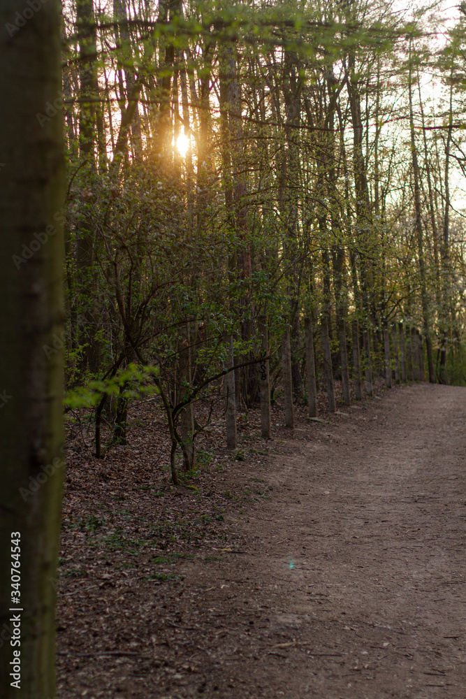 Obraz premium tree at sunset in the Czech forest