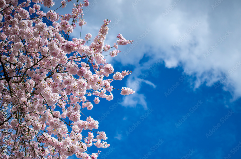 Cherry Blossom Sakura tree blooming in Spring. Cherry Blossom Sakura tree blooming in Spring.