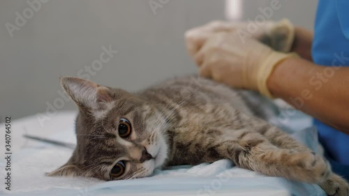 Surgeon performs sterilization operation on cat in veterinary clinic