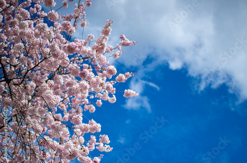 Cherry Blossom Sakura tree blooming in Spring. 