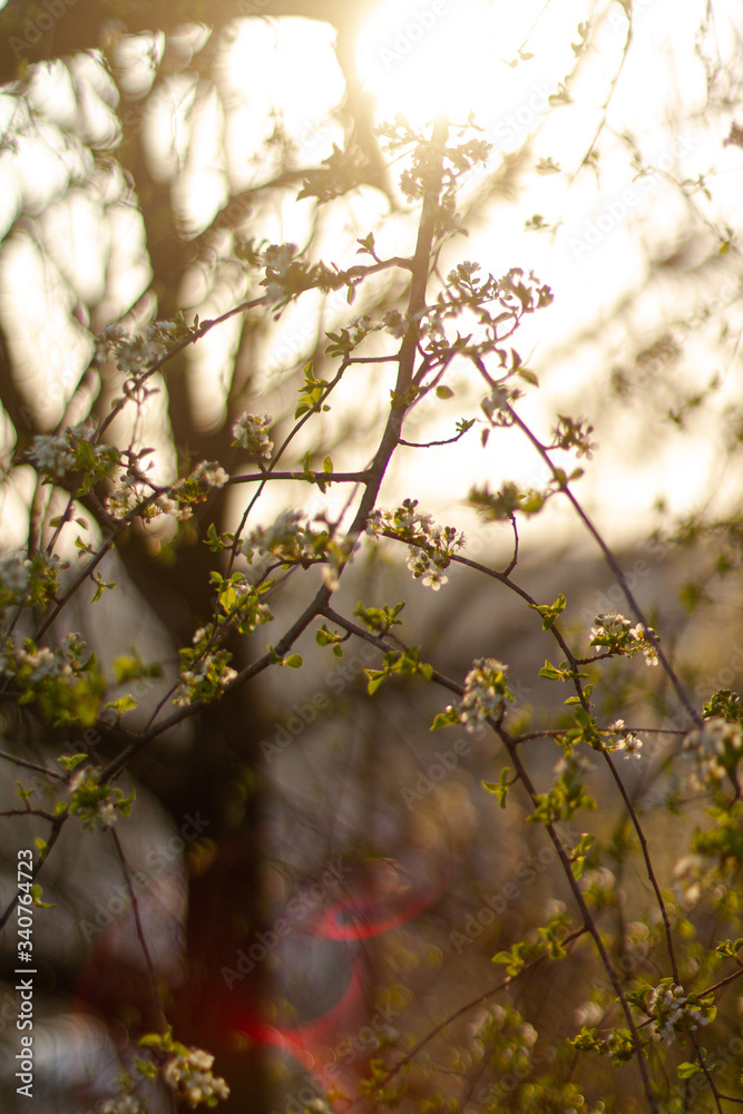 
forest after morning in spring in the Czech Republic 2020