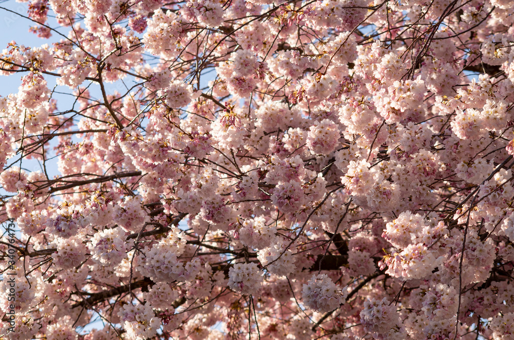 Cherry Blossom Sakura tree blooming in Spring. Cherry Blossom Sakura tree blooming in Spring.
