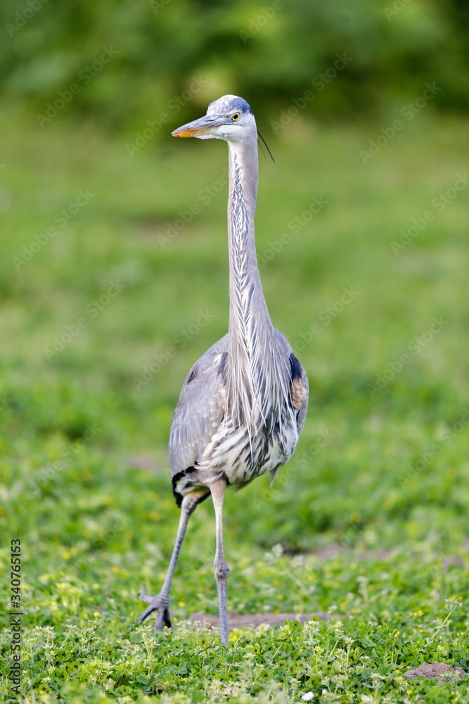 Fototapeta premium Great Blue Heron, Juvenile. San Francisco, California, USA.