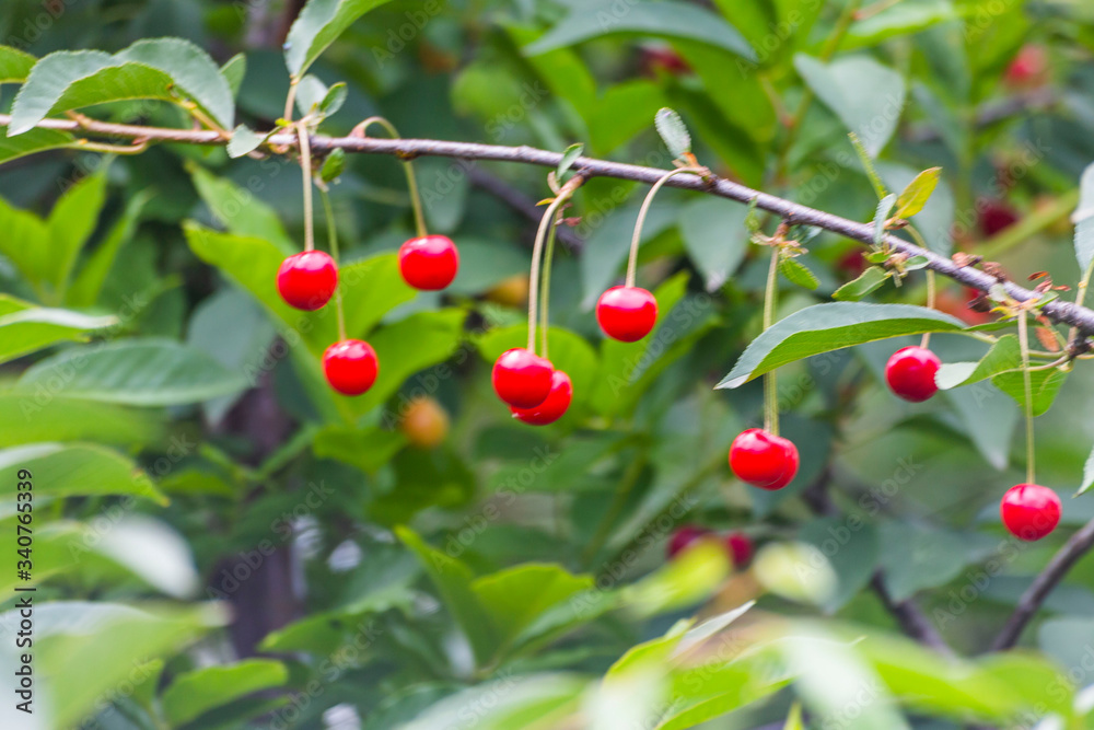 Organic fresh cherry tree