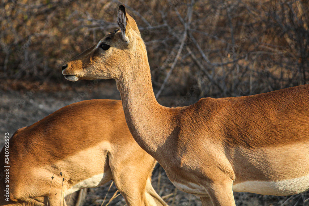 Impala in the wild