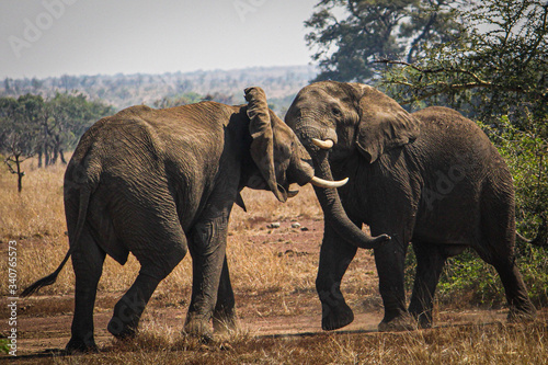 Elephants fight © Marcela