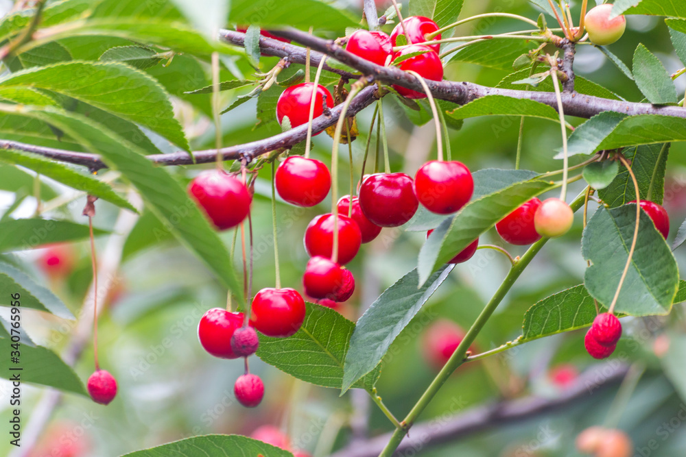 Obraz premium Organic fresh cherry tree