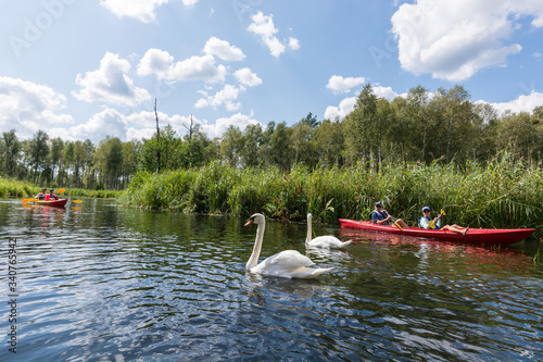 Swans moving around tourists kayaking in Krutynia, Mazury, Poland. photo