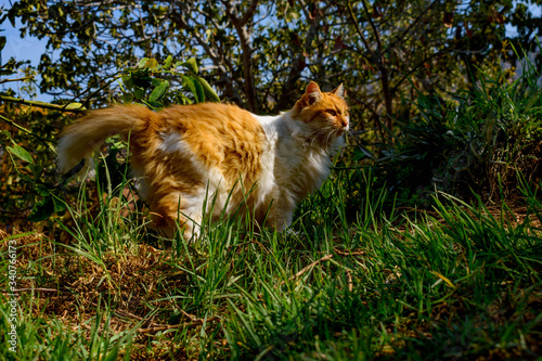 Gato Naranja con Blanco en la Naturaleza