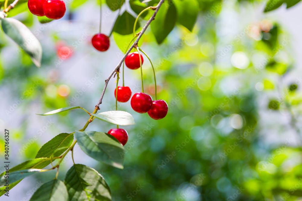 Organic fresh cherry tree Organic fresh cherry tree