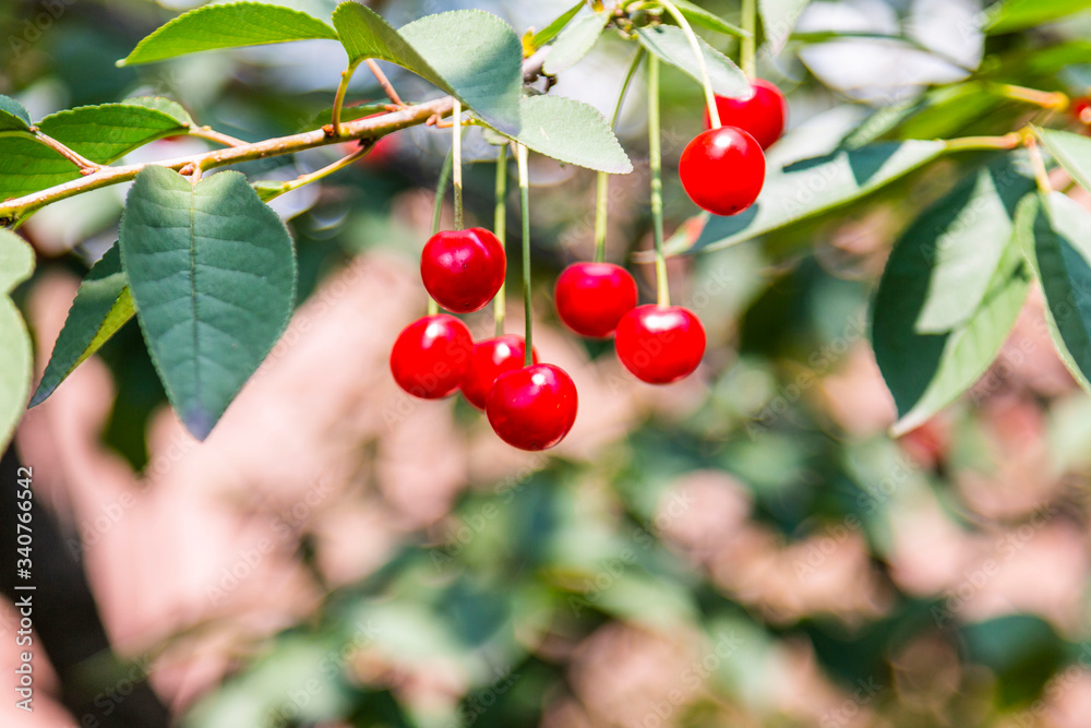Organic fresh cherry tree Organic fresh cherry tree