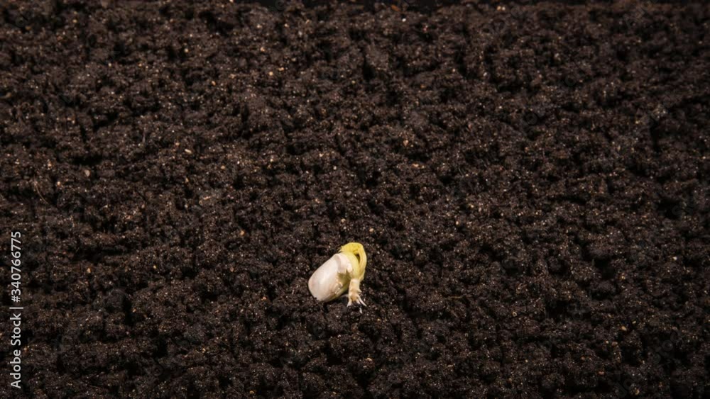 Growing kidney bean time-lapse with seed half in the ground
