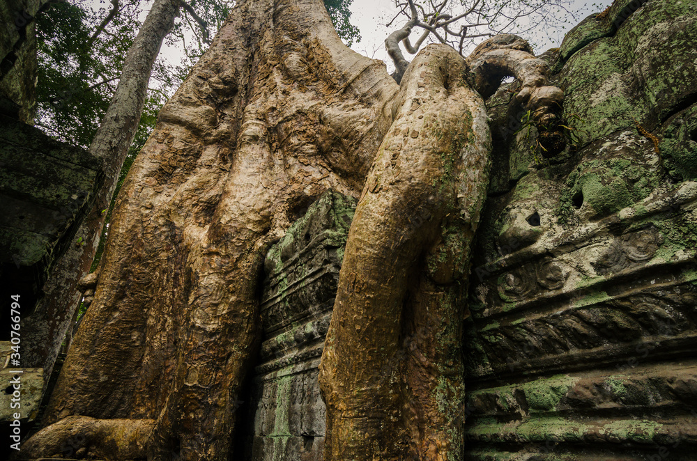 Silk-cotton tree in Ta Phrom temple, Angkor Wat, Siem Reap, Cambodia Silk-cotton tree in Ta Phrom temple, Angkor Wat, Siem Reap, Cambodia