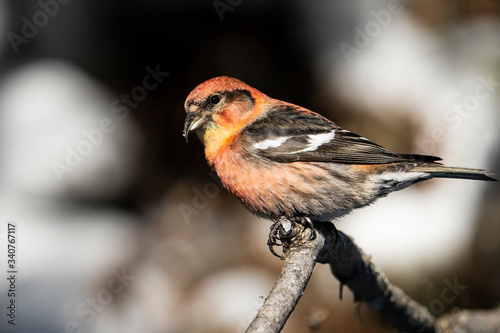  A  male white-winged crossbill perched in a northern forest. photo