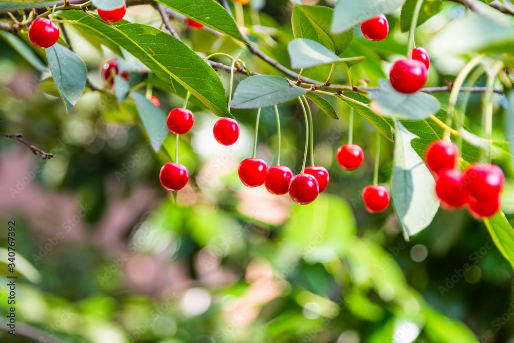 Organic fresh cherry tree