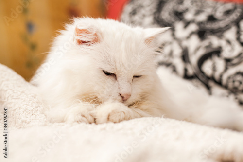 Pretty cat. Cute white cat sleeping.