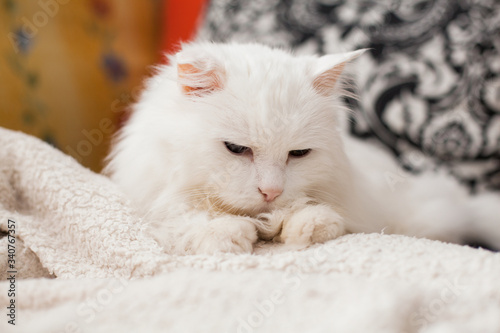 Pretty cat. Cute white cat sleeping.