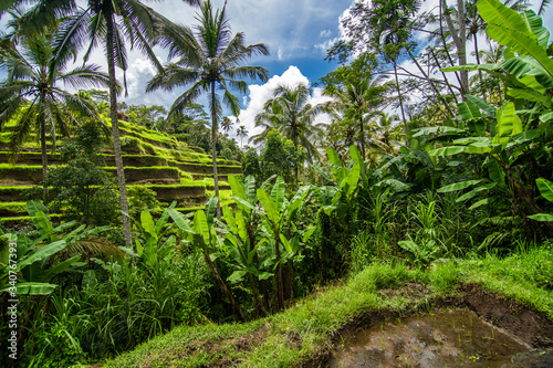 Fototapeta Naklejka Na Ścianę i Meble -  Tegallalang, Bali - February, 2020: Near the cultural village of Ubud is an area known as Tegallalang that boasts the most dramatic terraced rice fields in all of Bali.