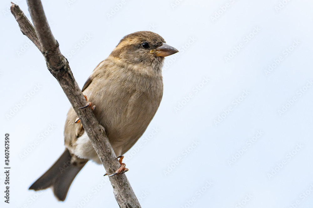  A house sparrow perched near a bird feeder in a backyard