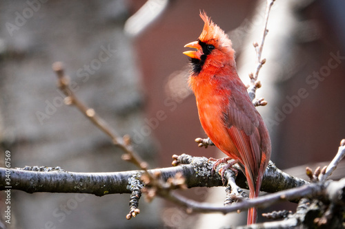 Northern Cardinal perched near a bird feeder in springtime.