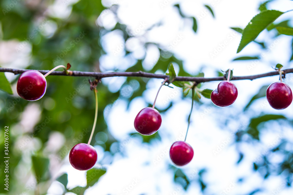 Organic fresh cherry tree Organic fresh cherry tree