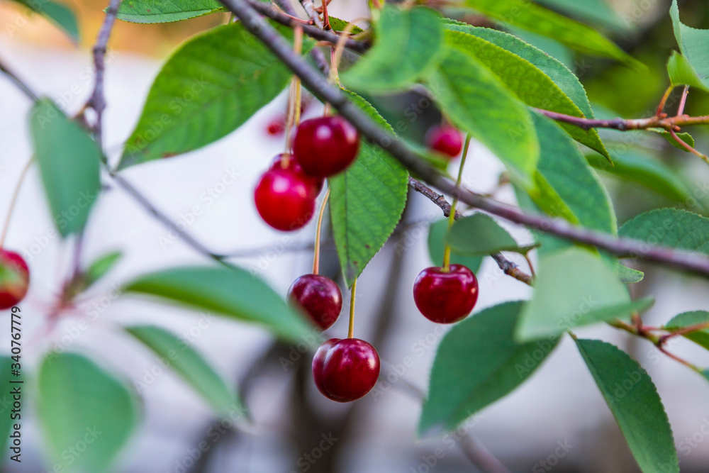 Organic fresh cherry tree