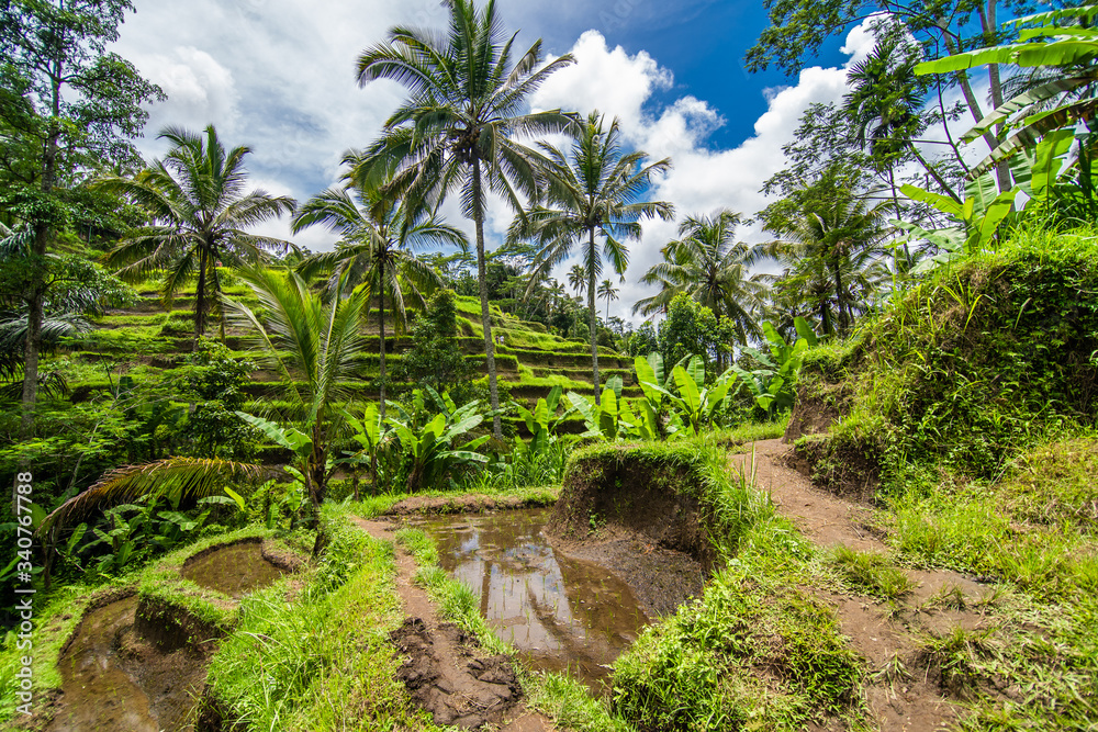 Obraz premium Tegallalang, Bali - February, 2020: Near the cultural village of Ubud is an area known as Tegallalang that boasts the most dramatic terraced rice fields in all of Bali.
