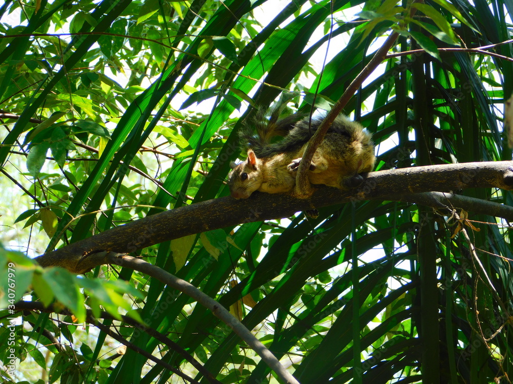 Obraz premium squirrel in tree 