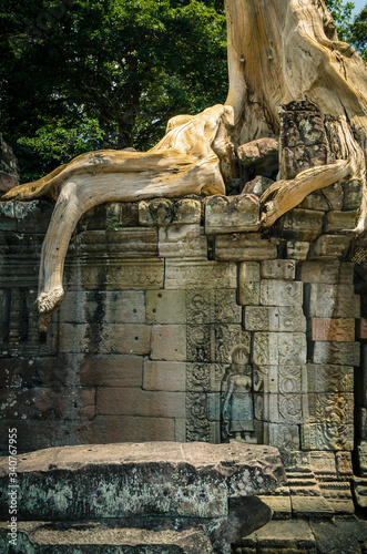 Silk-cotton tree in Preah Khan temple, Angkor Wat, Siem Reap, Cambodia
