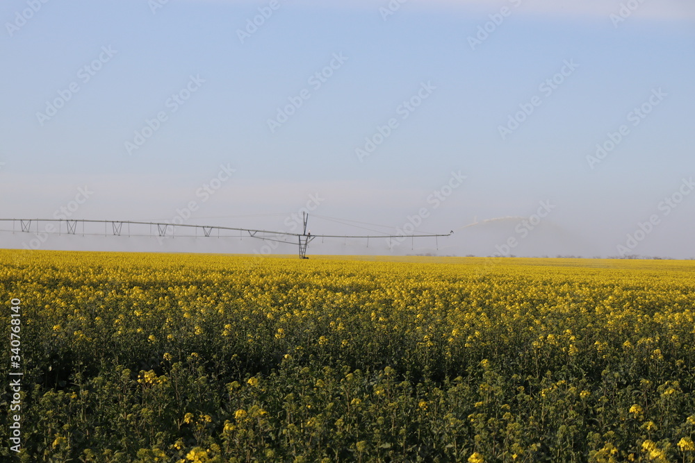 Watering a field with rapeseed