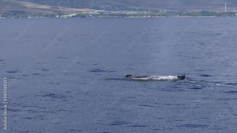 Humpback Whale Spouting On The Ocean Seen During Whale Watching Trip In Lahaina, Maui, Hawaii. - medium shot Humpback Whale Spouting On The Ocean Seen During Whale Watching Trip In Lahaina, Maui, Hawaii. - medium shot