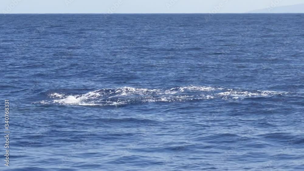 Humpback Whale Fluke Seen During A Whale Watching Trip In Lahaina, Maui, Hawaii.- medium shot Humpback Whale Fluke Seen During A Whale Watching Trip In Lahaina, Maui, Hawaii.- medium shot