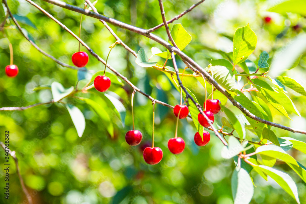 Organic fresh cherry tree