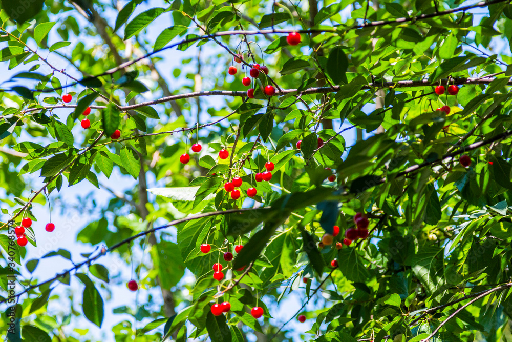 Organic fresh cherry tree Organic fresh cherry tree