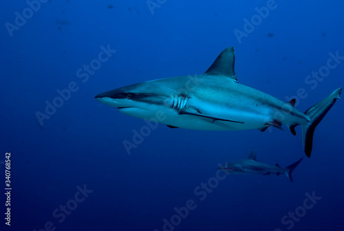 Reef sharks  Palau 