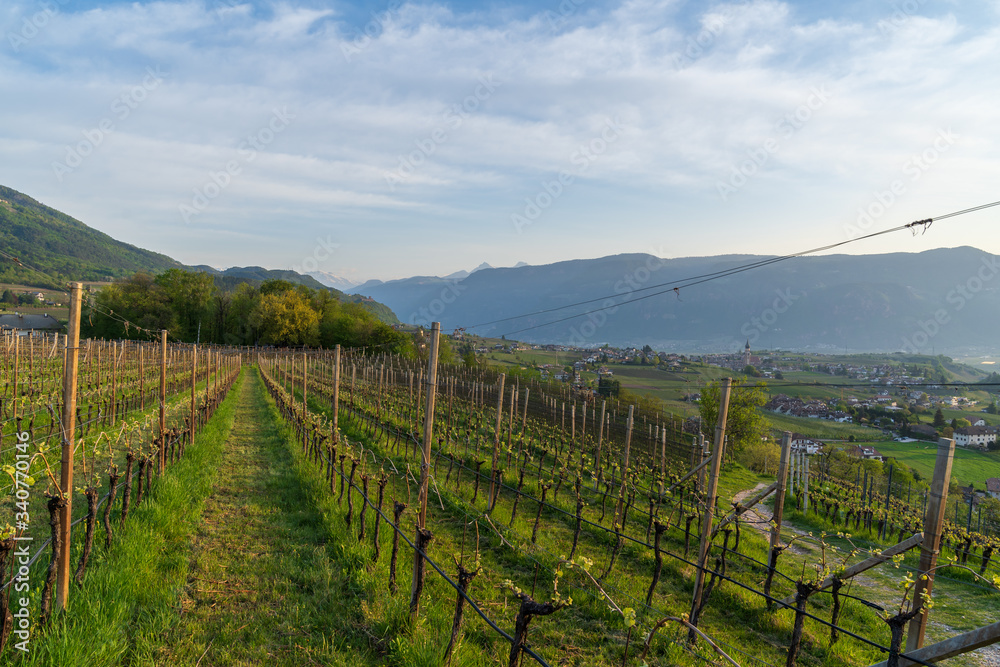 Fototapeta premium Cultivated fields in Eppan in Trentino Alto Adige in northern Italy. Vineyards and apple trees are the main branch of the economy in this area.