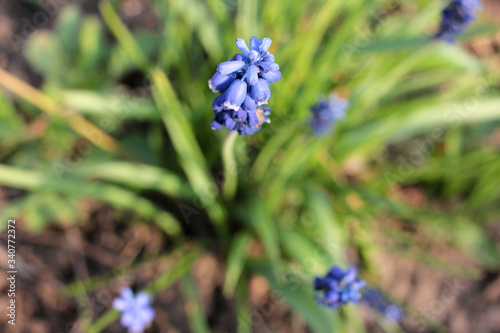 Muscari blue flowers (grape hyacinth) in the spring garden. Selective focus. Blurred floral background. 